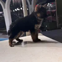 توله ژرمن شپرد شولاین