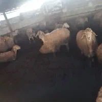 برهٔ عصل همشون زد مغان ونژاده خوب