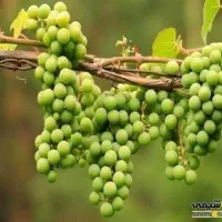 ابغوره طبیعی