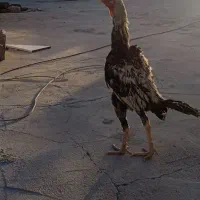 خروس معامله با مرغ کروک