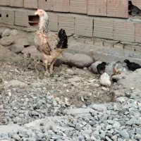مرغ جوجه دار