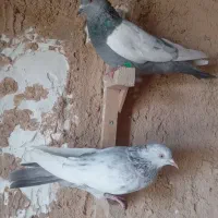 سینه سبز بزن|پرنده|شیراز, ابیوردی|دیوار