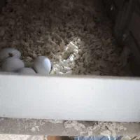 عروس هلندی مولد|پرنده|شهریار, اسد‌آباد|دیوار