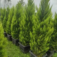 کلیه امور باغبانی با مناسب ترین قیمتها