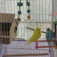 مرغعشق|پرنده|سنندج, |دیوار