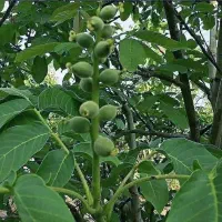 فروش نهال گردو اصلاح شده فرنور چندلر ژنوتیپ برتر|خدمات باغبانی و درختکاری|نیشابور, امین اسلامی|دیوار