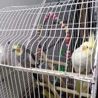 عروس هلندی نروماده همراه با قفس|پرنده|الیگودرز, |دیوار