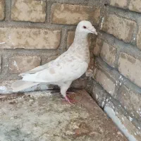 ۸تا کبوتر|پرنده|خرمآباد, |دیوار