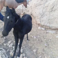 مادیون|اسب و تجهیزات اسب‌سواری|کوهمره, |دیوار