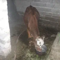 فروش فوری گوساله زه اول آبستن