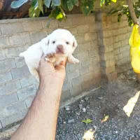 واگذاری پاکوتاه|سگ|آق قلا, |دیوار