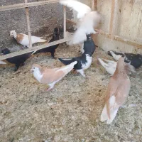 کفتر رنگی|پرنده|مشهد, کشف|دیوار