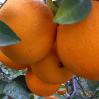 فروش نقدی ویکجا ۱۰تن تامسون روی درخت