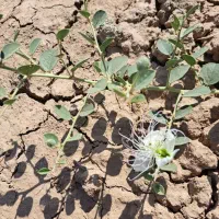 کاپاریس.کور.کبر.لگجی.