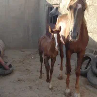 اسب