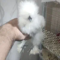 جوجه ابریشمی یک ماهه|حیوانات مزرعه|اهواز, کوی باهنر|دیوار