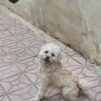 سگ خانگی پا کوتاه