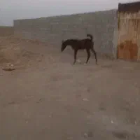 کره اسب نریون|اسب و تجهیزات اسبسواری|شوش, |دیوار