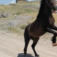اسب نریان نژاد کرد ۷ساله