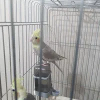 عروس پاریس|پرنده|اهواز, کوی مهدیس|دیوار