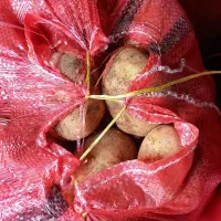 فروش سیب زمینی جلی