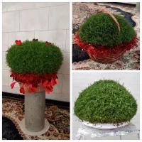 سبزه آماده|گل و گیاه طبیعی|کوهدشت, |دیوار