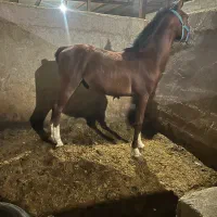 فروش کره نریان یکساله