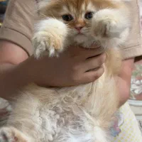 گربه بیریتیش