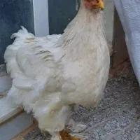 مرغ و کبوتر