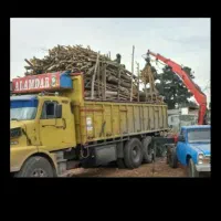 خرید وبرش وهرس کردن انواع چوب.درخانه وباغ|خدمات باغبانی و درختکاری|جهرم, |دیوار