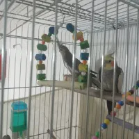 ۳تا عروس هلندی