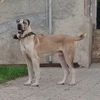 سگ نر الابای. پژدر سراب افغان ژرمن|سگ|تهران, قصر فیروزه ۱|دیوار