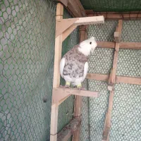 کبوتر طوقی طوق سرور نر هفت رنگ