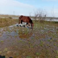 اسب سر حال تیز پا سواری عالی رامه رام|اسب و تجهیزات اسبسواری|تولم شهر, |دیوار