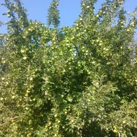 اجاره-یک-هکتار-باغ-سیب