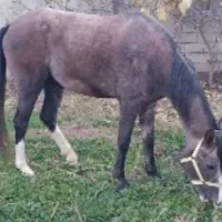 مادیان چهار و نیم ساله