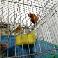 جفت قناری سرخ با جوجه و ۴ عدد تخم