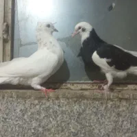 جوجه کبوتر