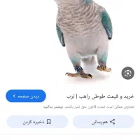یک طوطی راهبه محوطه فاز 6 گم شده