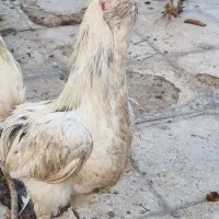 خروس گلین