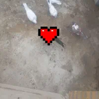 کبوتر|پرنده|کنارک, |دیوار