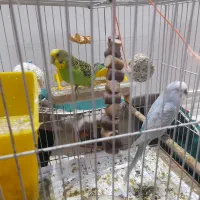 مرغ عشق بالغ