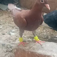 چند تا جوونه سرخ رنگ خون