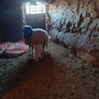 بره گشبور سنجابی|حیوانات مزرعه|تایباد, |دیوار