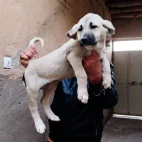 پژدر درجه یک اصل و نسب دار|سگ|قزوین, |دیوار