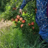 فروش ۶۰۰درخت انار در زیرتنگ سیاب|فروش زمین و ملک کلنگی|کوهنانی, |دیوار
