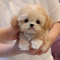 پودل کوچولو