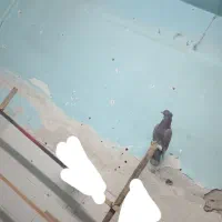 کفتر رنگی|پرنده|قم, پامنار|دیوار