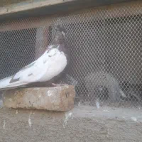 کبوتر