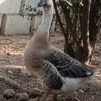 نر بالغ قوغاز افریقایی|حیوانات مزرعه|گنبد کاووس, |دیوار